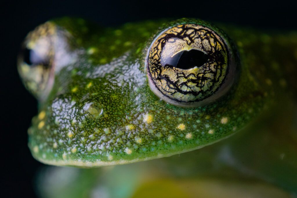La Rana de Cristal del Zarza