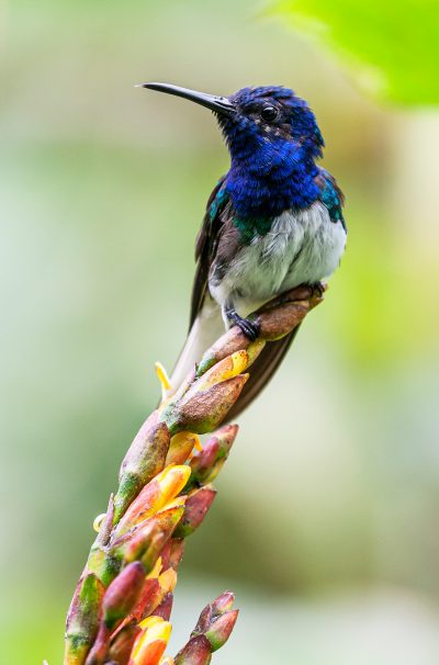 Florisuga mellivora